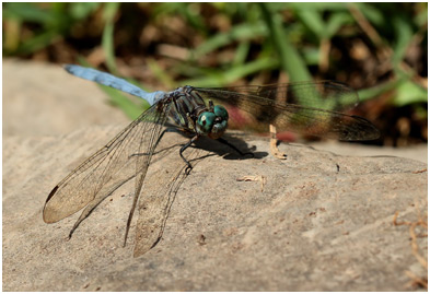 Orthetrum stemmale