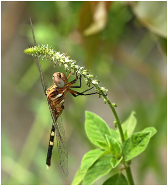 Orthetrum stemmale, très jeune mâle