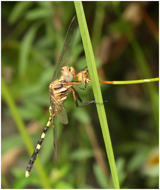 Orthetrum stemmale, très jeune mâle