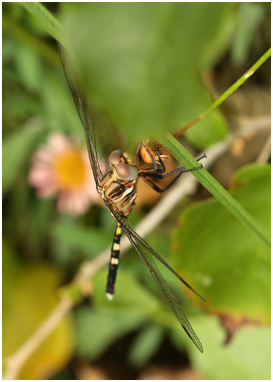 Orthetrum stemmale, très jeune mâle