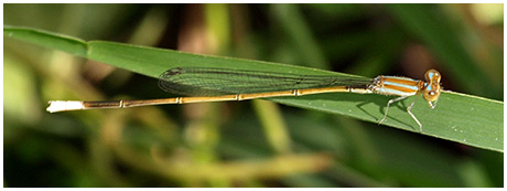 Aciagrion pallidum mâle