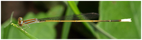 Aciagrion pallidum mâle