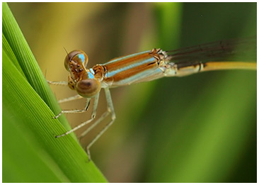 Aciagrion pallidum mâle