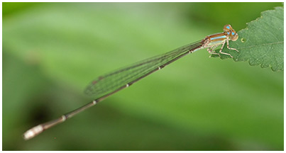 Aciagrion pallidum mâle