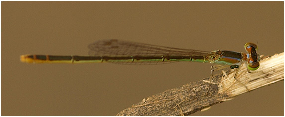 Agriocnemis pygmaea femelle