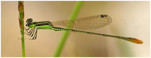 Agriocnemis pygmaea mâle