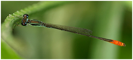 Agriocnemis femina mâle