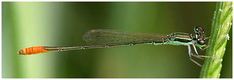 Agriocnemis femina mâle