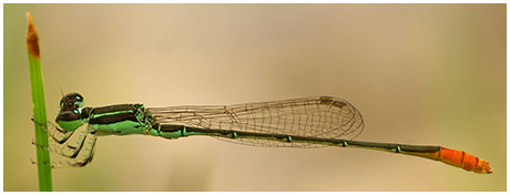 Agriocnemis femina mâle