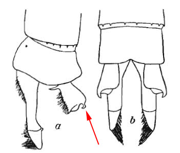 Appendices anaux Agriocnemis femina mâle