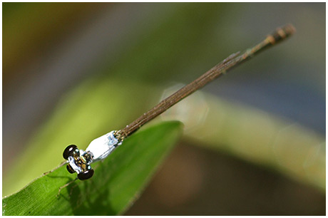 Agriocnemis femina mâle