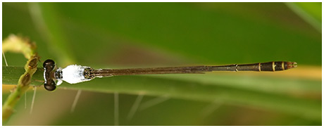 Agriocnemis femina mâle