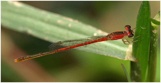 Agriocnemis femina femelle