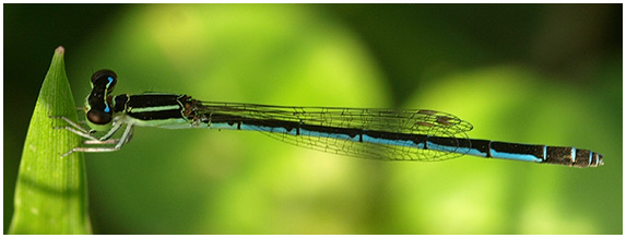 Agriocnemis minima femelle