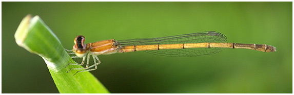 Agriocnemis minima femelle