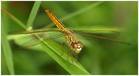 Brachythemis contaminata femelle