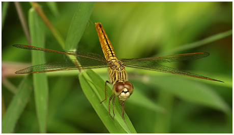 Brachythemis contaminata femelle