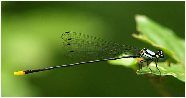 Coeliccia poungyi mâle