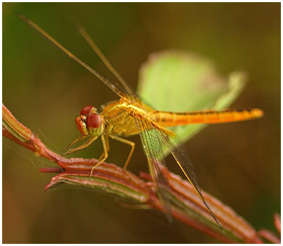 Crocothemis servilia mâle