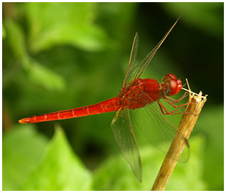 Crocothemis servilia mâle