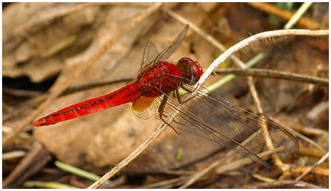 Crocothemis servilia mâle