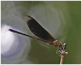 Euphaea masoni mâle