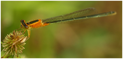 Ischnura senegalensis femelle