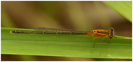 Ischnura senegalensis femelle