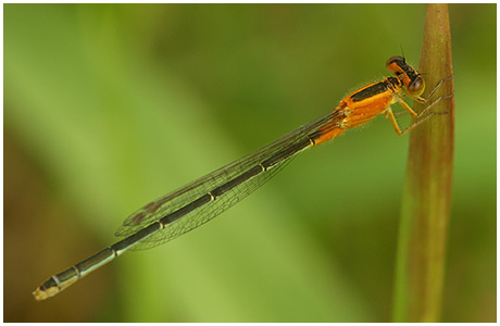 Ischnura senegalensis femelle