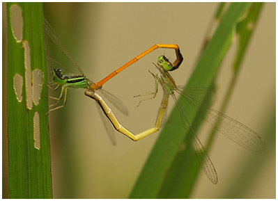 Ischnura rufostigma accouplement