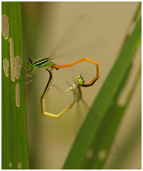 Ischnura rufostigma accouplement