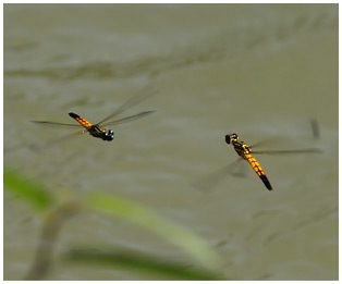 Libellago lineata mâle