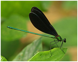 Matrona basilaris mâle