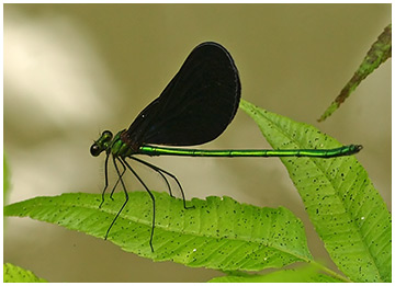 Matrona basilaris mâle