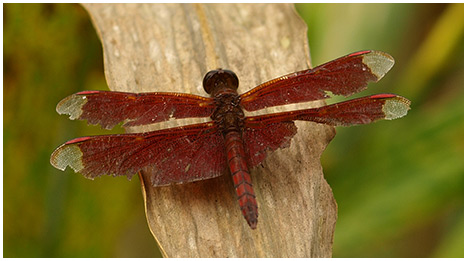 Neurothemis fulvia mâle