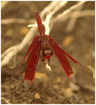 Neurothemis fulvia mâle