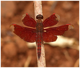 Neurothemis fulvia mâle