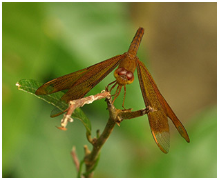 Neurothemis fulvia femelle