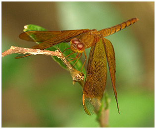 Neurothemis fulvia femelle