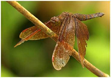 Neurothemis fulvia femelle