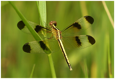 Neurothemis tullia femelle