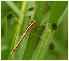 Neurothemis tullia femelle