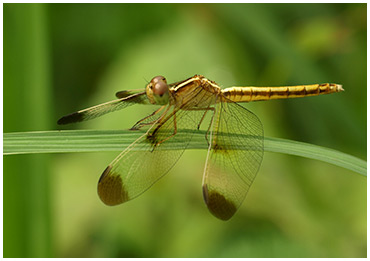 Neurothemis tullia femelle