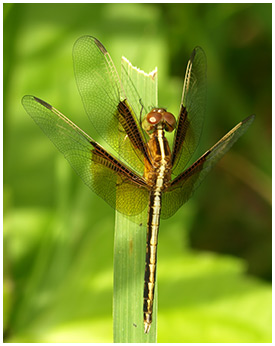 Neurothemis tullia jeune mâle