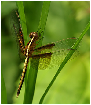 Neurothemis tullia jeune mâle