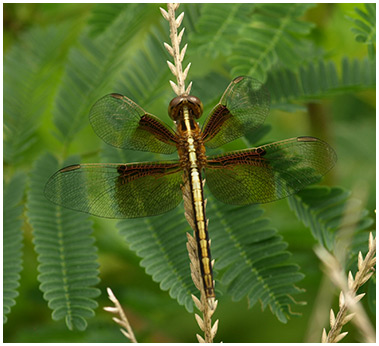 Neurothemis tullia jeune mâle