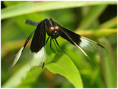 Neurothemis tullia mâle mature