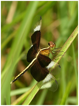 Neurothemis tullia mâle mature