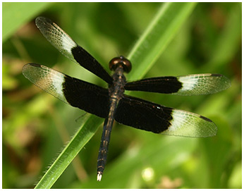 Neurothemis tullia mâle mature