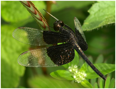 Neurothemis tullia mâle mature